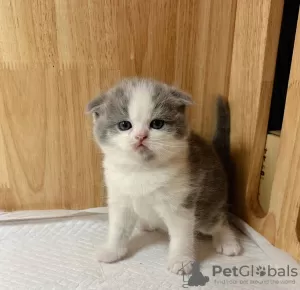 Photo №2 to announcement № 100121 for the sale of scottish fold - buy in United States private announcement