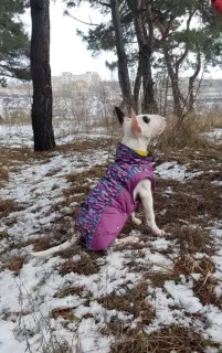 Additional photos: Standard bull terrier. Puppies