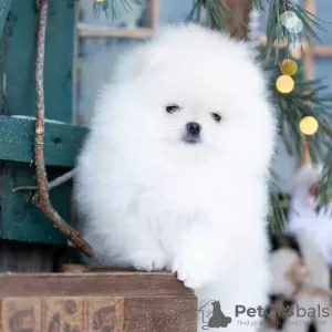 Photo №2 to announcement № 130644 for the sale of pomeranian - buy in Germany private announcement