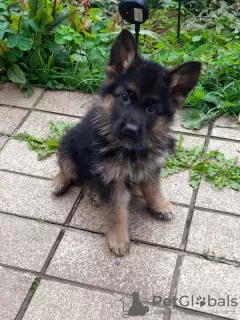 Photo №2 to announcement № 75769 for the sale of german shepherd - buy in Lithuania private announcement, breeder