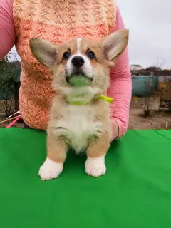 Additional photos: Welsh Corgi Pembroke Puppies