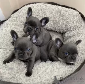 Photo №1. french bulldog - for sale in the city of Москва | 254$ | Announcement № 128268