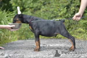 Photo №2 to announcement № 11389 for the sale of dobermann - buy in Belarus private announcement