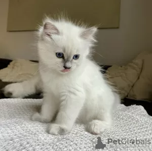 Photo №2 to announcement № 105638 for the sale of ragdoll - buy in United States private announcement, breeder