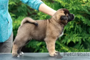 Additional photos: American Akita Puppies