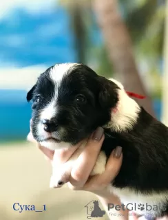 Photo №1. border collie - for sale in the city of Barnaul | 1953$ | Announcement № 43042