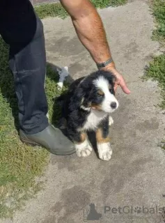 Additional photos: Bernese Mountain Dog