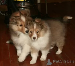 Additional photos: Scottish shetland sheepdog puppies.