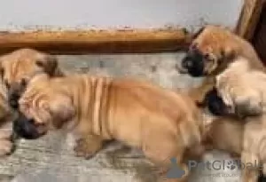 Photo №2 to announcement № 128829 for the sale of english bulldog - buy in France breeder