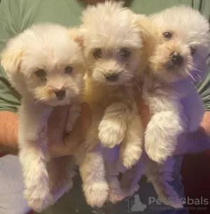 Photo №1. maltese dog - for sale in the city of Larnaca | negotiated | Announcement № 40431