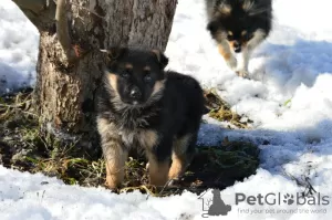 Photo №1. german shepherd - for sale in the city of Москва | 198$ | Announcement № 9646