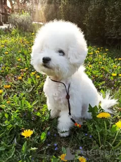 Photo №3. Bichon Frize puppies. United States