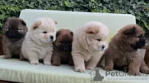 Additional photos: Chow Chow puppies for sale