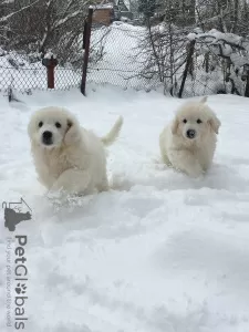 Photo №1. polish tatra sheepdog - for sale in the city of Закопане | negotiated | Announcement № 81052