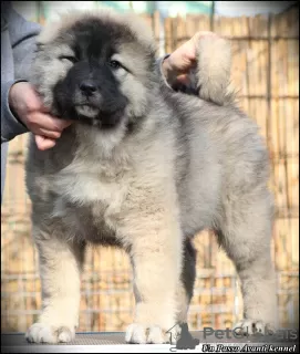 Photo №3. Caucasian Shepherd puppies for sale. Serbia