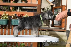 Additional photos: Miniature Schnauzer pepper and salt