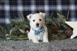 Photo №4. I will sell west highland white terrier in the city of Essen.  - price - negotiated