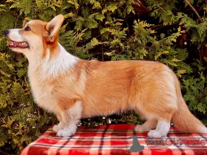 Additional photos: Welsh Corgi Pembroke puppy