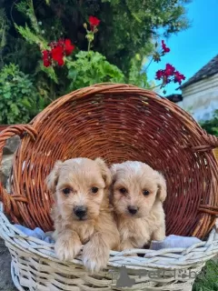 Additional photos: Maltipoo puppies