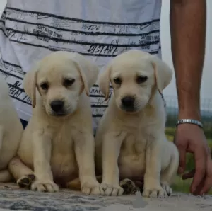 Photo №2 to announcement № 111767 for the sale of labrador retriever - buy in Serbia breeder