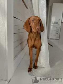 Additional photos: Puppies of the Hungarian Vizsla