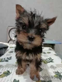 Additional photos: Yorkie/Kawaiiork puppies