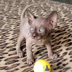 Photo №1. sphynx-katze - for sale in the city of Hamilton | negotiated | Announcement № 89021