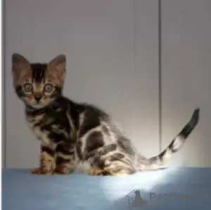 Photo №1. bengal cat - for sale in the city of Milan | negotiated | Announcement № 95729