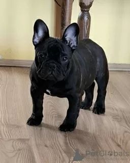 Photo №4. I will sell french bulldog in the city of Smederevo. breeder - price - negotiated