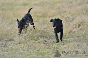 Additional photos: Straight Coated Retriever Puppy