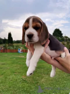 Additional photos: Beagle puppies for sale