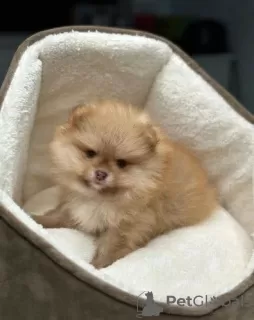 Additional photos: Lilac cream Pomeranian Puppies