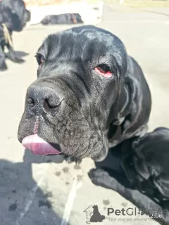 Photo №1. neapolitan mastiff - for sale in the city of Kamensk-Uralsky | 555$ | Announcement № 8712