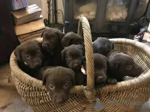 Photo №3. Chucky chocolate Labrador puppies. United States