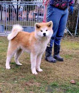 Additional photos: Japanese Akita Inu puppies