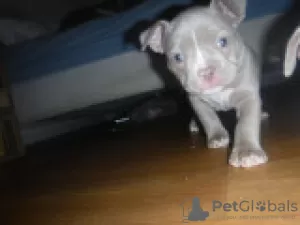 Photo №2 to announcement № 122099 for the sale of american bully - buy in France private announcement