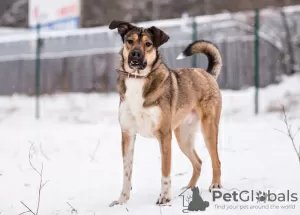 Additional photos: A young, cheerful dog Bim is looking for a home.