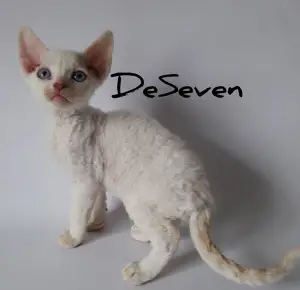 Photo №1. devon rex - for sale in the city of Kiev | Negotiated | Announcement № 4415