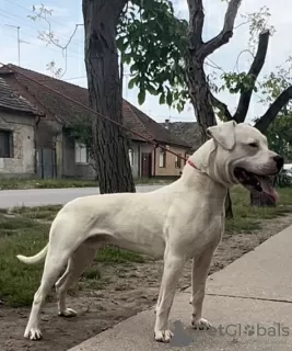 Additional photos: dogo argentino