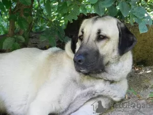 Additional photos: Kangal puppies