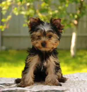 Photo №4. I will sell yorkshire terrier in the city of Podolsk. from nursery, breeder - price - 584$