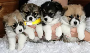 Additional photos: Welsh Corgi Pembroke Puppies