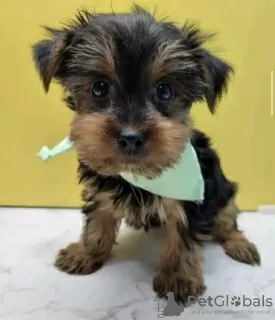 Photo №2 to announcement № 105230 for the sale of yorkshire terrier - buy in United States private announcement, breeder