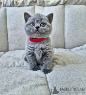 Photo №2 to announcement № 104274 for the sale of british shorthair - buy in Russian Federation breeder