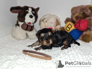 Additional photos: Beautiful Pedigree Yorkshire Terrier Pups