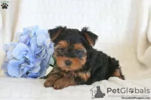 Photo №3. Yorkshire terrier puppies. Germany