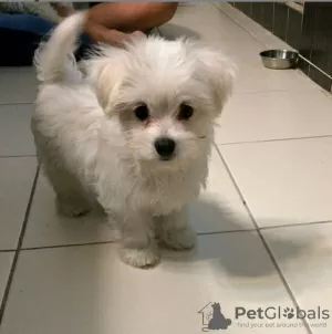 Photo №3. KC REGISTERED pedigree Maltese Puppy. Germany