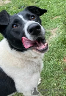 Additional photos: Bobbin-black ears. A bright, showy dog is looking for a home.