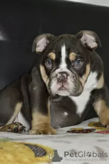 Additional photos: English bulldog puppies