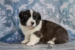 Photo №4. I will sell welsh corgi in the city of Kamenskoe. from nursery - price - 1171$